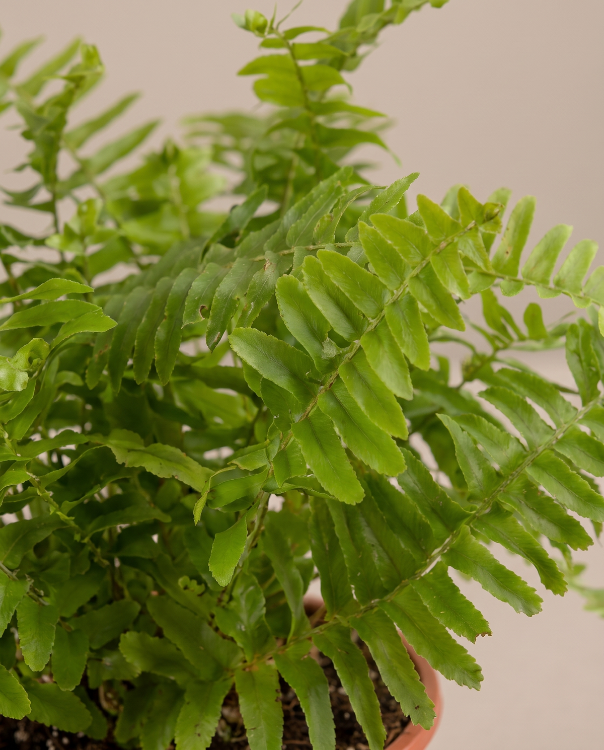 Boston fern fronds, close-up