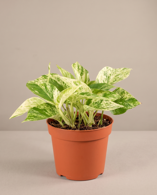 Marble Queen pothos in a grow pot, front studio, Small