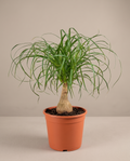 Ponytail Palm – Desert Indoor Statement Plant