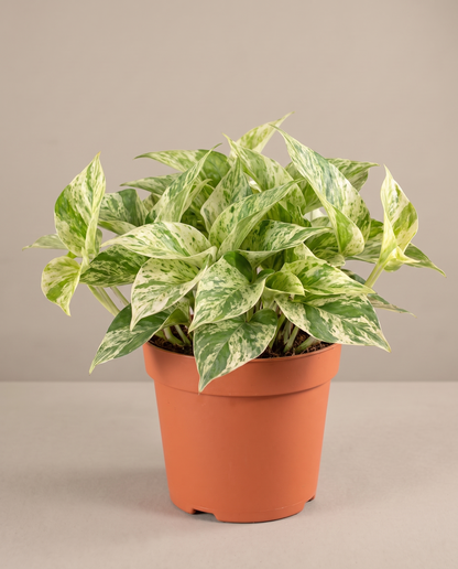 Marble Queen pothos in a grow pot, front studio, Medium
