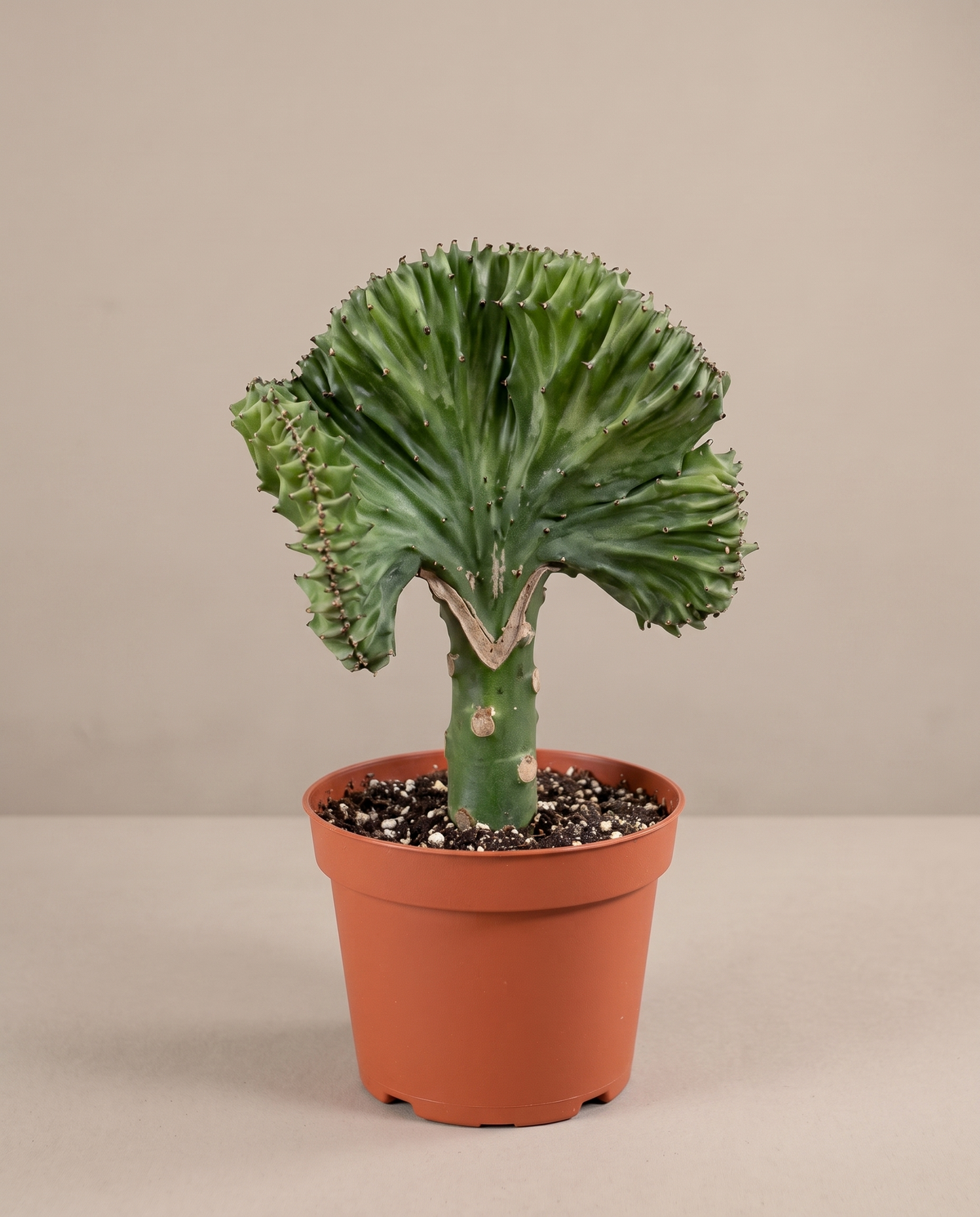 Crested cactus in a grow pot, front studio