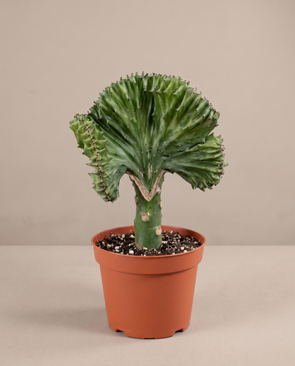 Crested cactus in a grow pot, front studio
