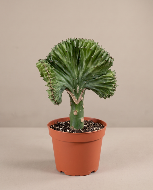 Crested cactus in a grow pot, front studio