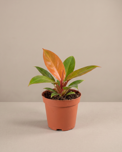 Philodendron Orange in a grow pot, front studio, Small