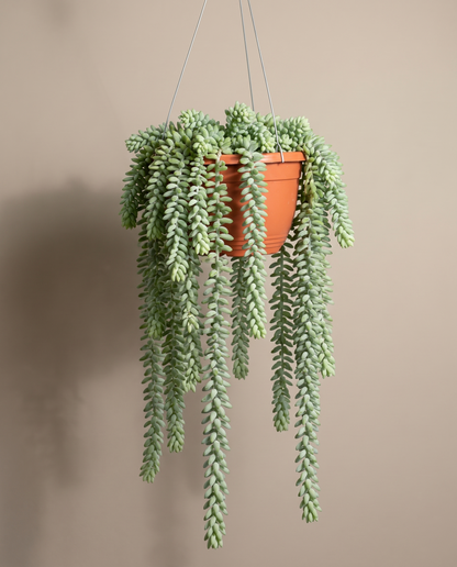 Donkey tail in a hanging basket, front studio