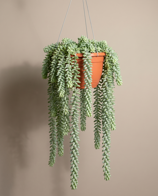 Donkey tail in a hanging basket, front studio