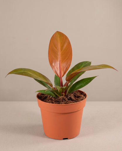 Philodendron Orange in a grow pot, front studio, Medium