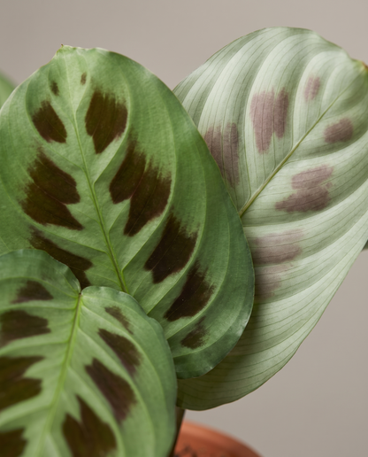 Prayer plant leaves, close-up