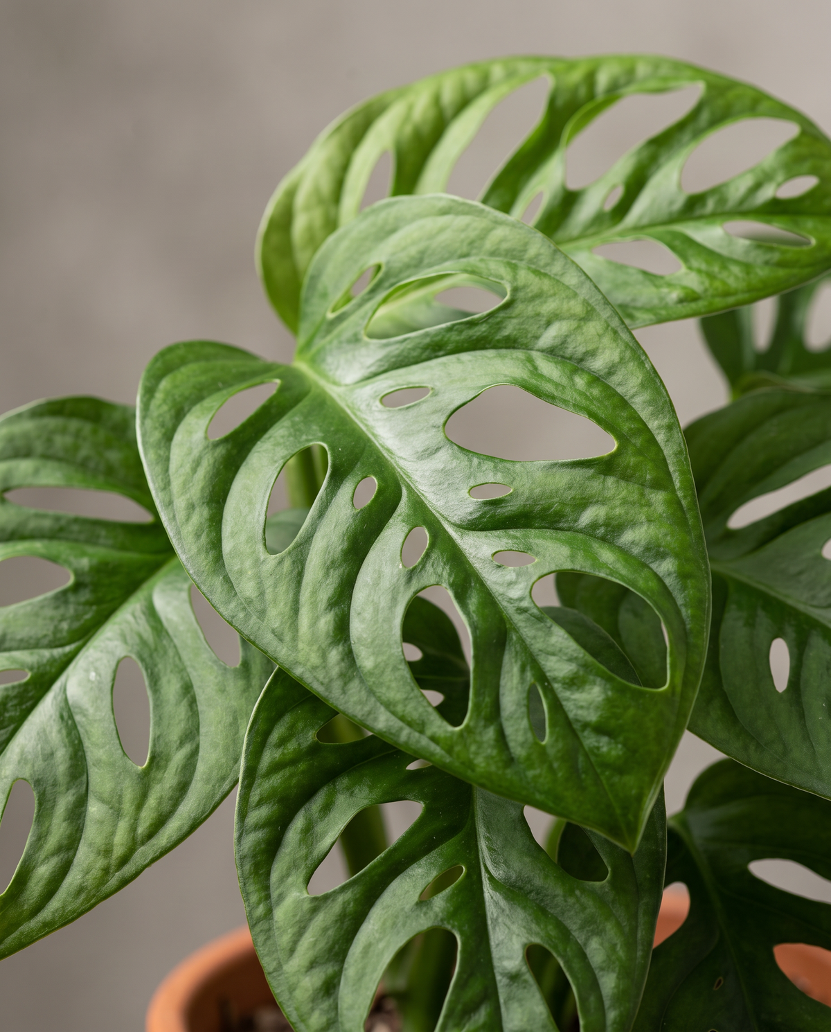 Swiss cheese vine leaf, close-up