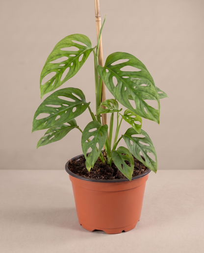Swiss cheese vine in a grow pot, front studio, Medium