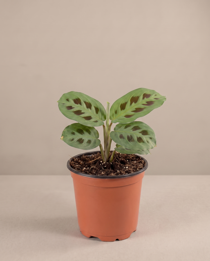 Prayer plant in a grow pot, front studio, Small