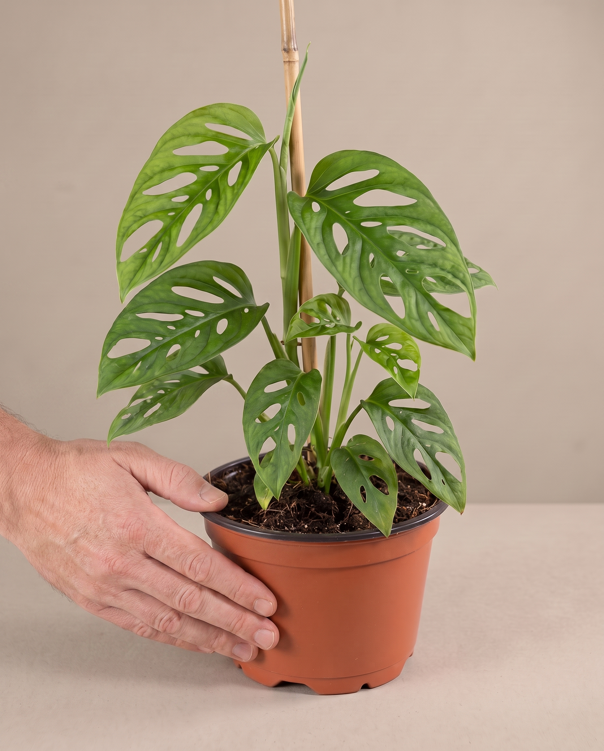 Swiss cheese vine in a grow pot, hand for scale, Small