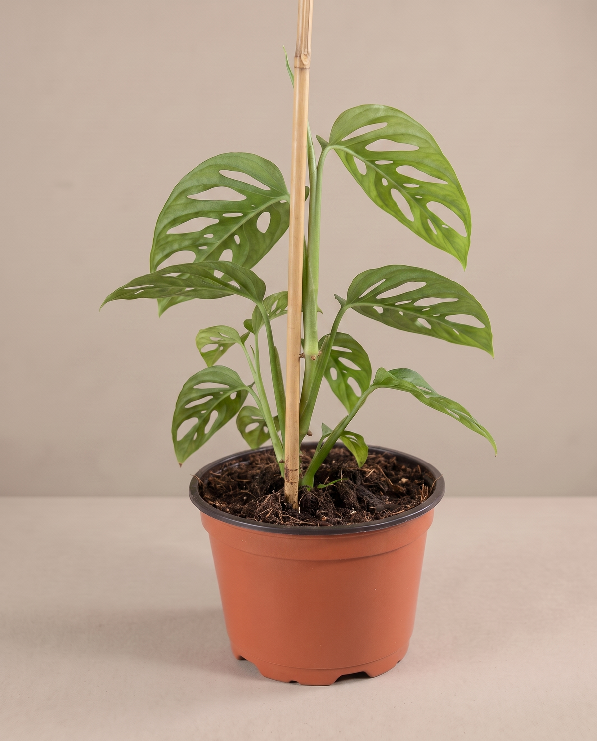 Swiss cheese vine in a grow pot, three-quarter, Small