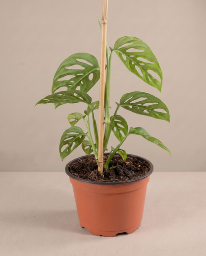 Swiss cheese vine in a grow pot, three-quarter, Small