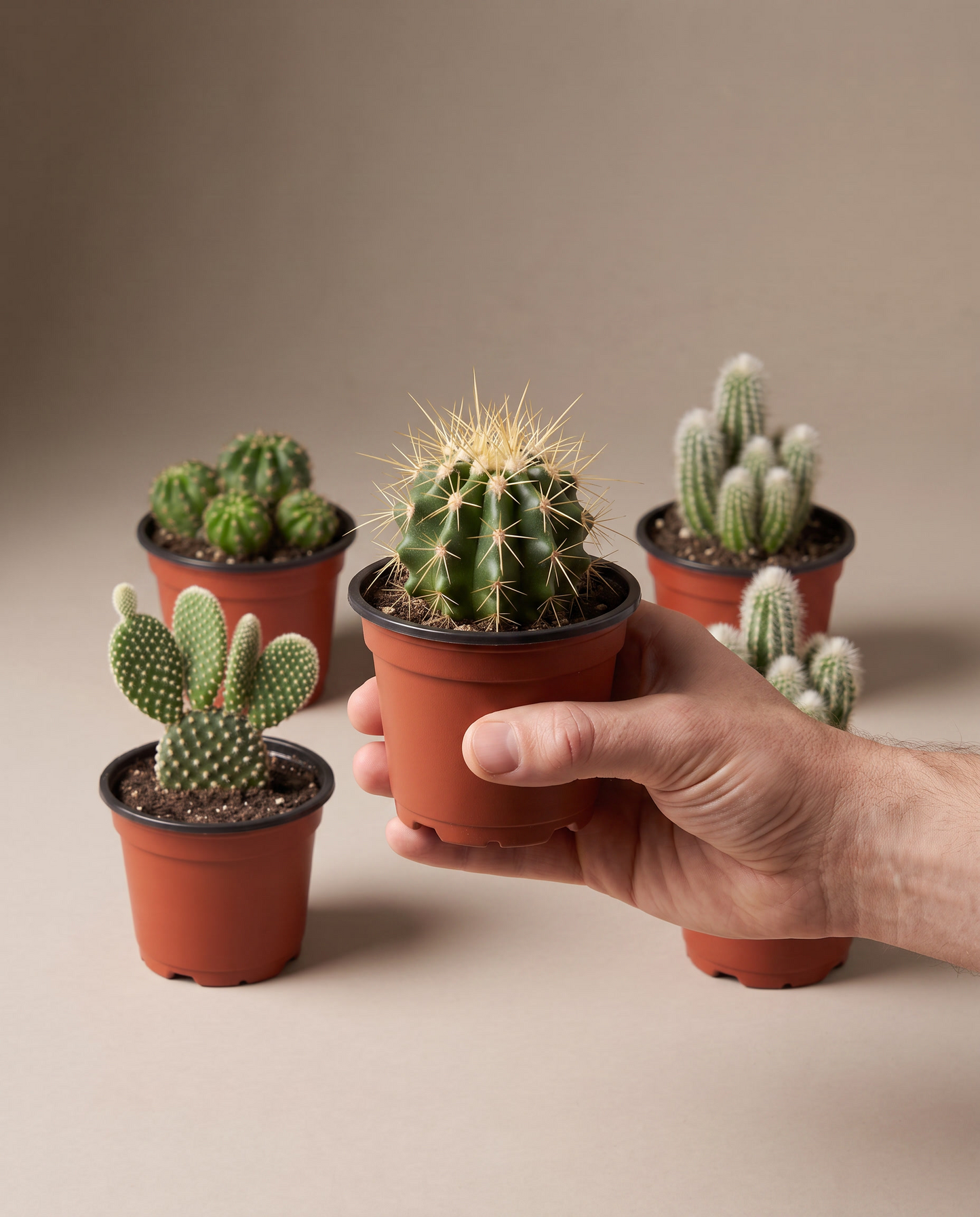 Cactus bundle in a grow pot, hand for scale
