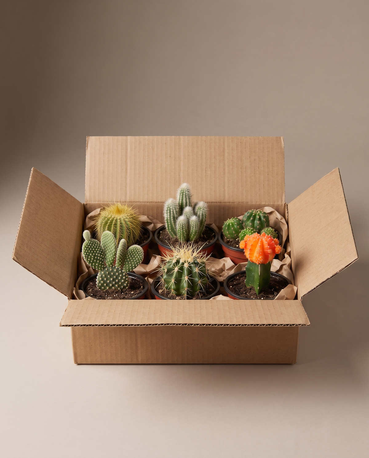 Cactus bundle 6-pack as it ships