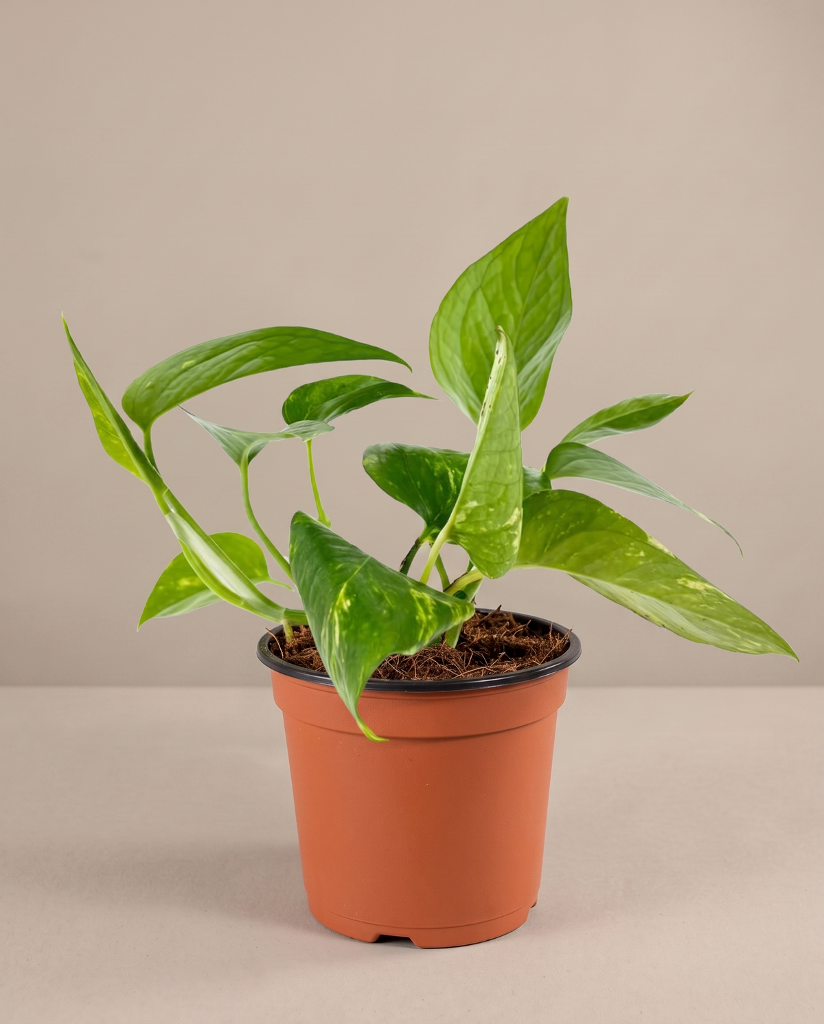 Golden Pothos in a grow pot, front studio, Medium
