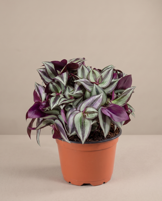 Tradescantia in a grow pot, front studio, Small