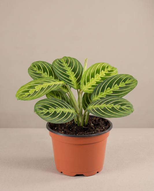 Prayer Plant Lime in a grow pot, front studio, Small