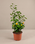 Calamondin Orange Tree – Compact Citrus Plant