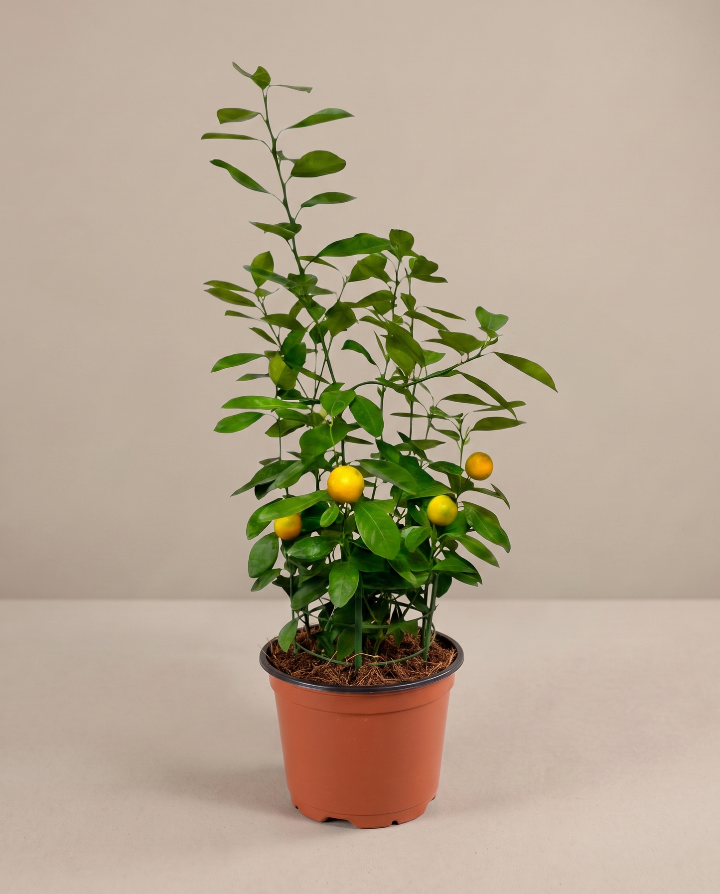 Calamondin in a grow pot, front studio, Medium