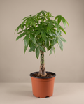 Money Tree Plant (Pachira Aquatica) – Available in 4", 6", and 10" Grower Container
