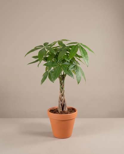 Money Tree in a grow pot, front studio, Medium