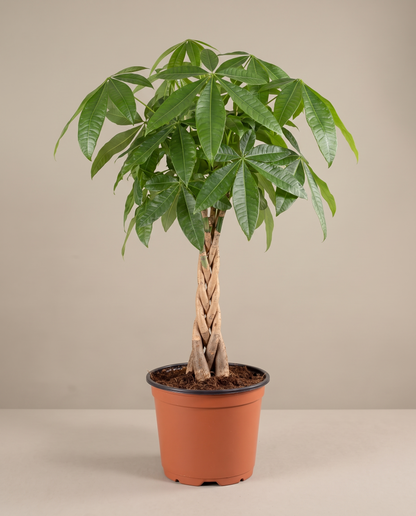 Money Tree in a grow pot, front studio, Large