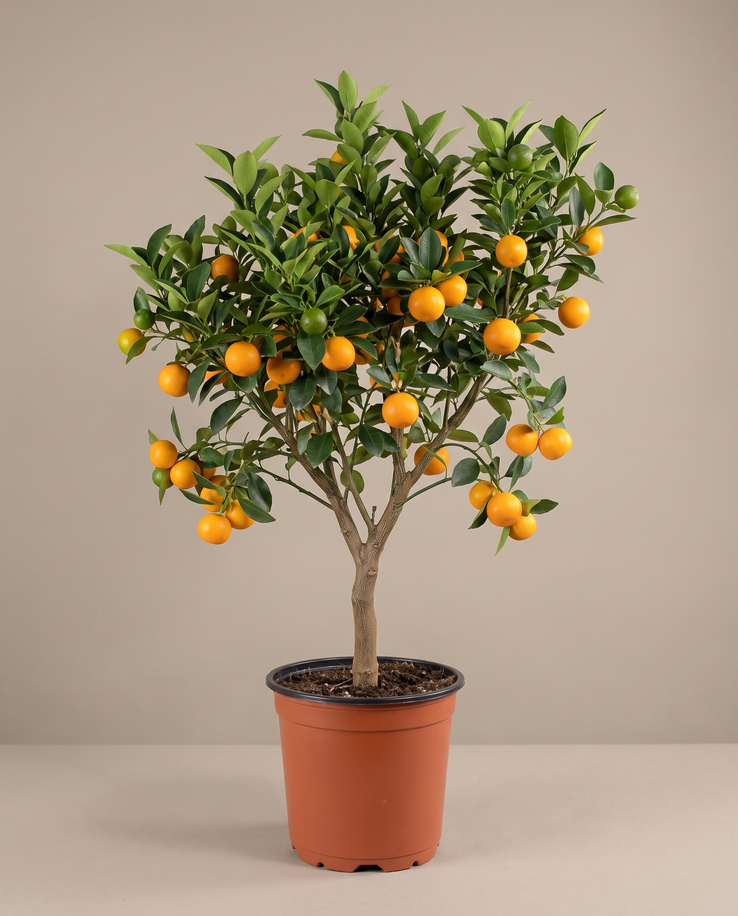 Calamondin in a grow pot, front studio, Large fruiting