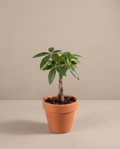 Money Tree in a grow pot, front studio, Small