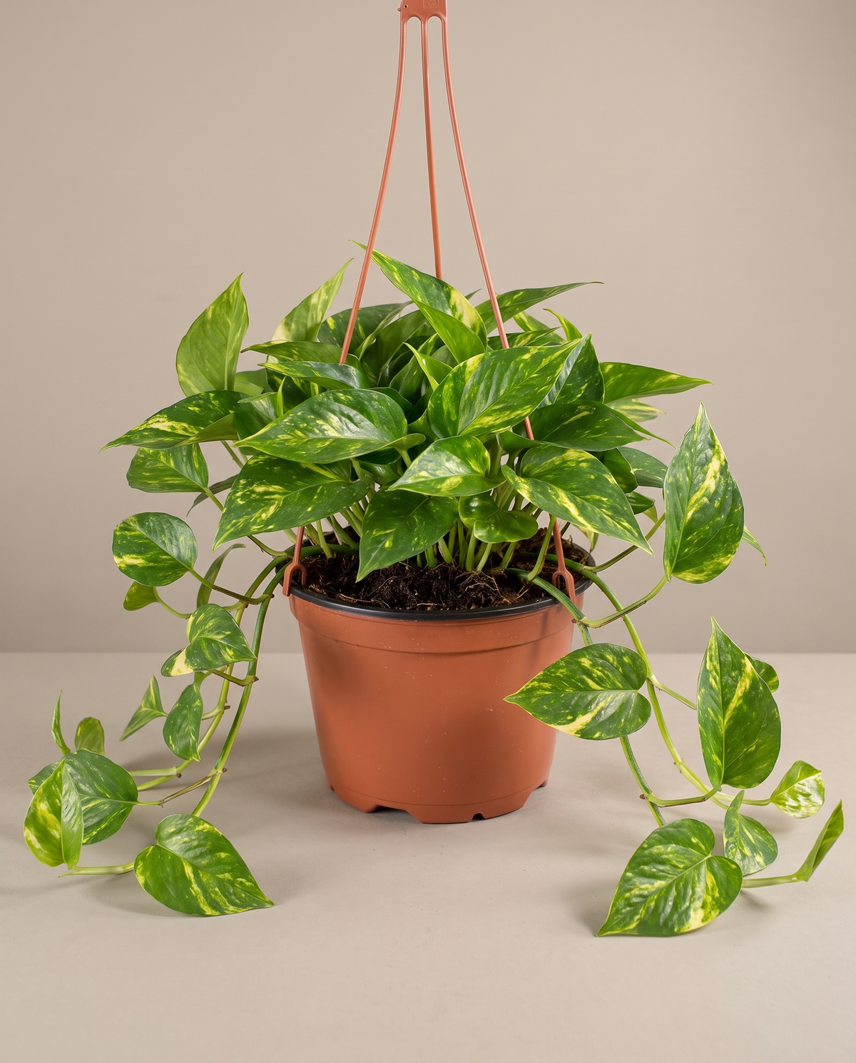 Golden Pothos in a hanging basket, front studio, Large