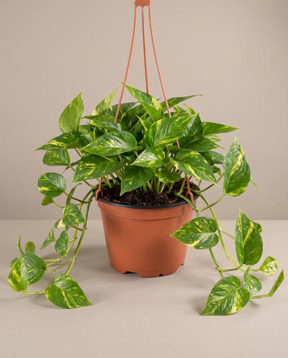Golden Pothos in a hanging basket, front studio, Large
