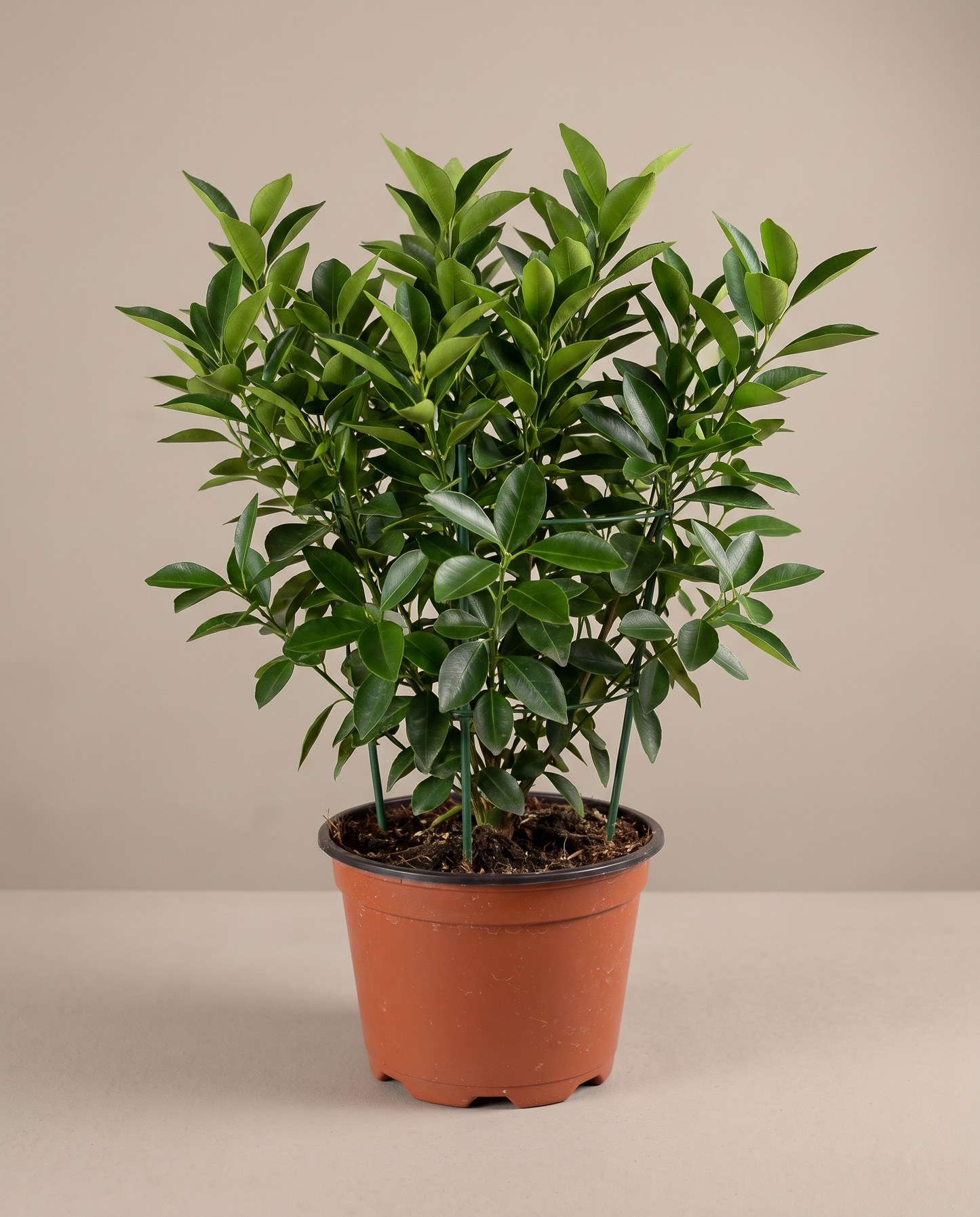 Calamondin in a grow pot, front studio, Large not-yet-fruiting