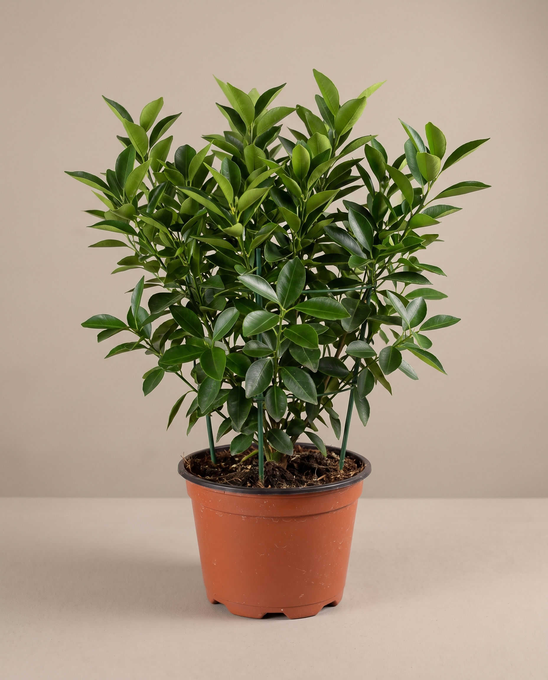 Calamondin in a grow pot, front studio, Large not-yet-fruiting