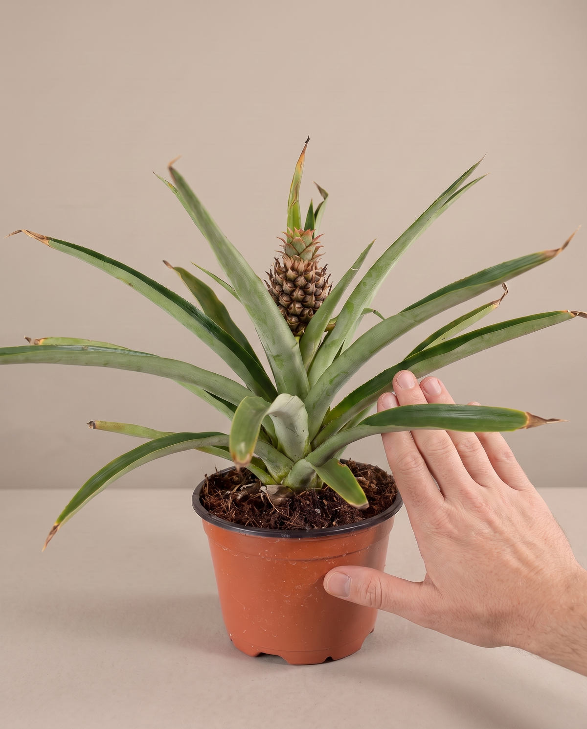 Pineapple plant in a grow pot, hand for scale