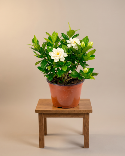 Gardenia in a grow pot, furniture for scale, Medium