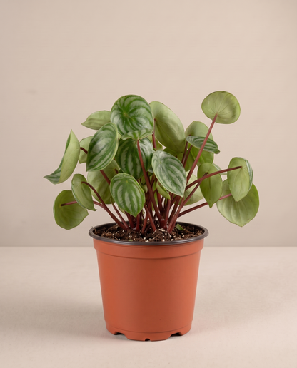 Watermelon Peperomia in a grow pot, three-quarter, Medium