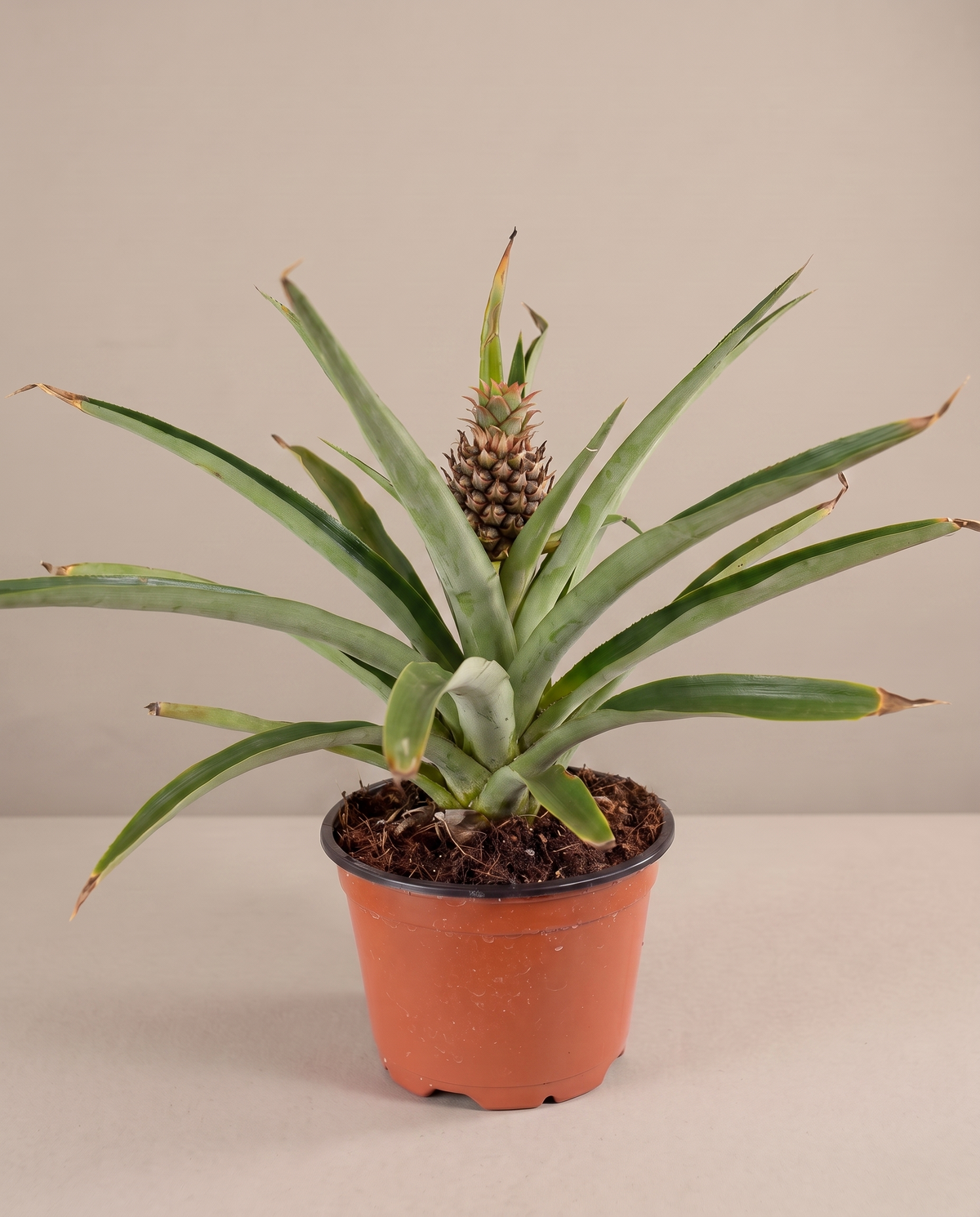 Pineapple plant in a grow pot, three-quarter