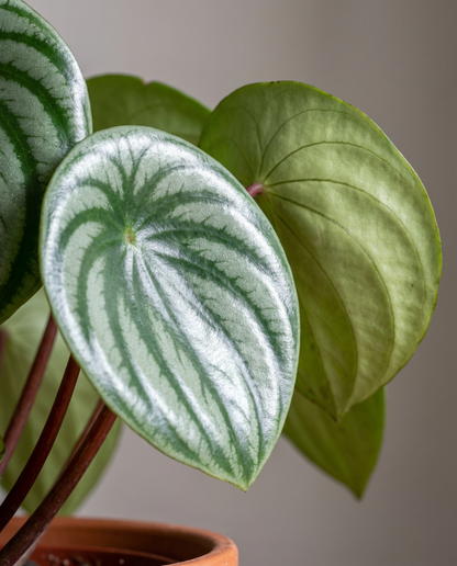 Watermelon Peperomia leaves, close-up