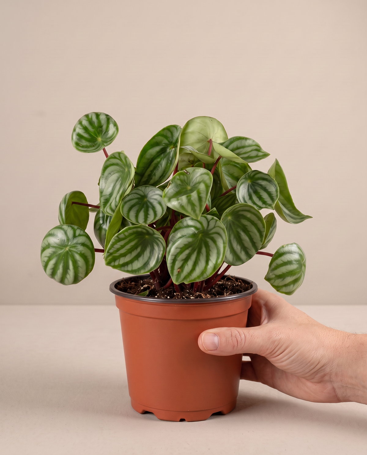 Watermelon Peperomia in a grow pot, hand for scale, Medium