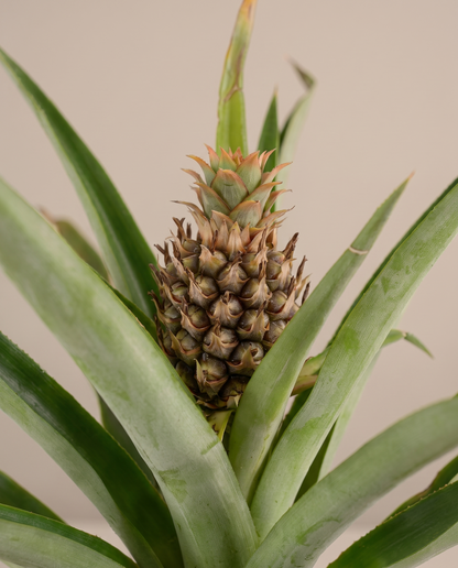 Pineapple plant fruit, close-up