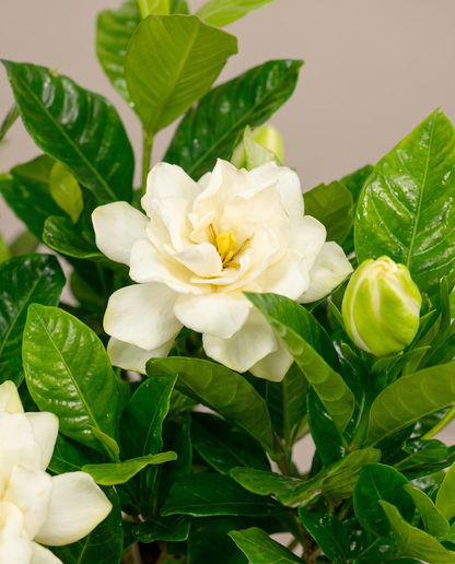 Gardenia bloom, close-up