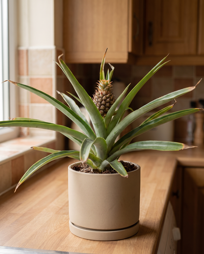 Pineapple plant in a decorative ceramic, styled in a room