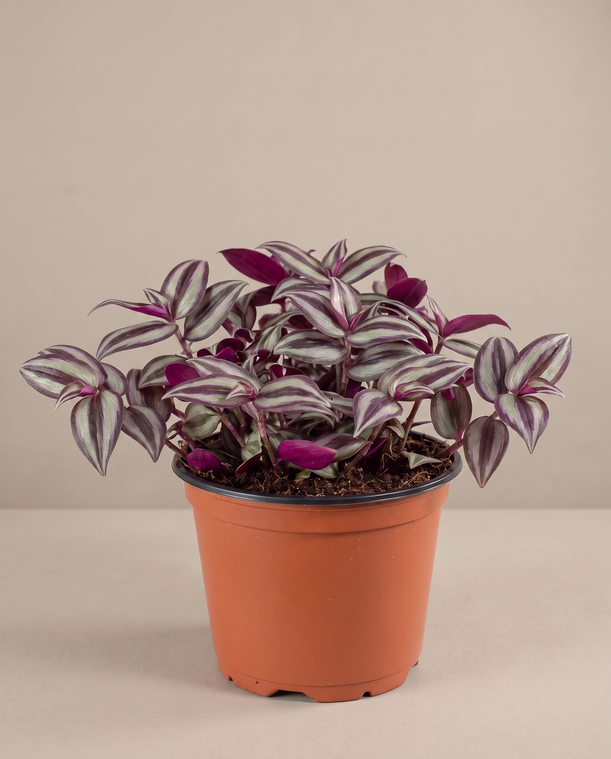 Tradescantia in a grow pot, front studio, Medium