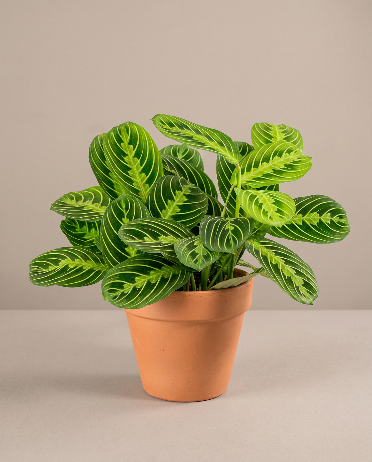 Prayer Plant Lime in a grow pot, front studio, Medium