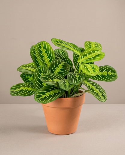 Prayer Plant Lime in a grow pot, front studio, Medium