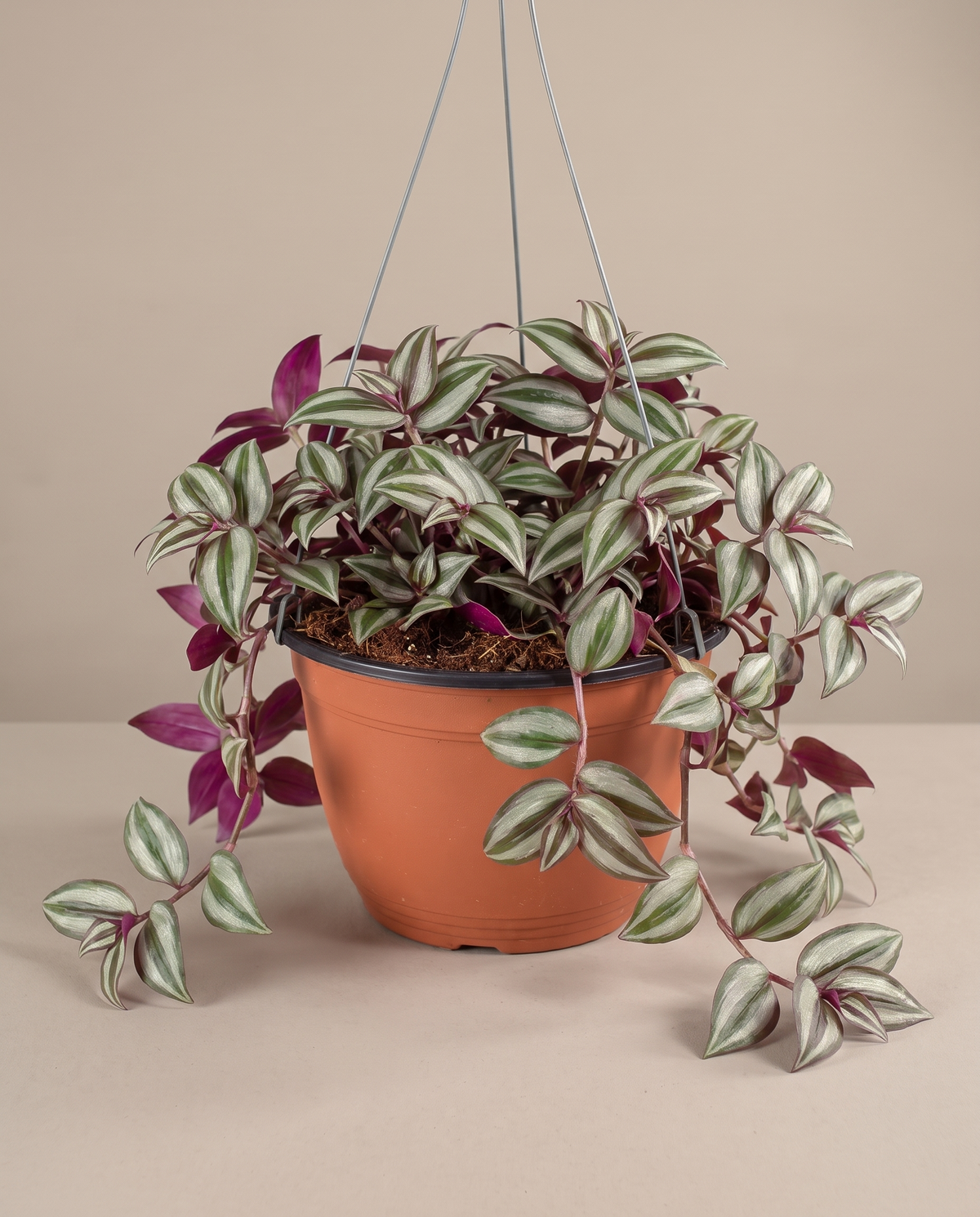 Tradescantia in a hanging basket, front studio, Large