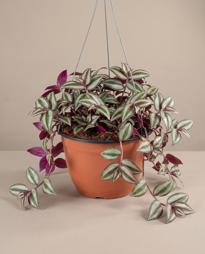 Tradescantia in a hanging basket, front studio, Large