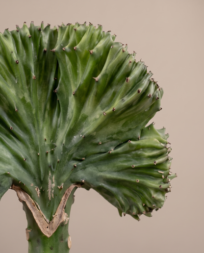 Crested cactus, close-up