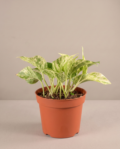 Marble Queen pothos in a grow pot, three-quarter, Small